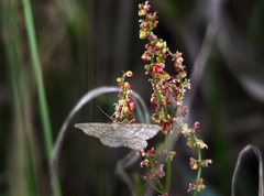 Idaea macilentaria