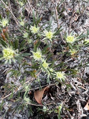 Actinotus glomeratus
