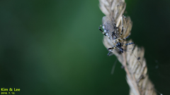 Sphedanolestes impressicollis