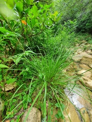 Eriochloa sericea