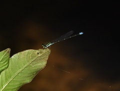 Pseudagrion indicum