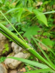 Eriochloa sericea