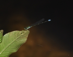 Pseudagrion indicum