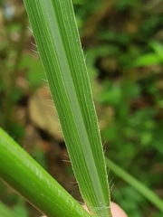 Eriochloa sericea