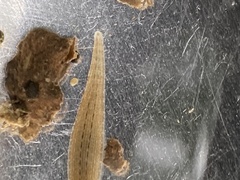 Glossiphonia complanata