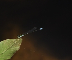 Pseudagrion indicum