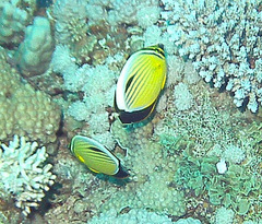 Chaetodon austriacus