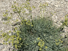 Bupleurum petraeum