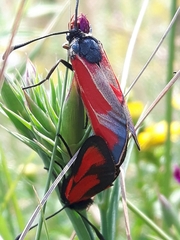 Zygaena erythrus
