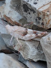 Trimerotropis californica