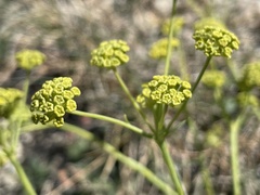 Bupleurum petraeum