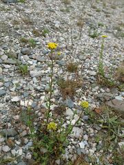 Achillea ageratum