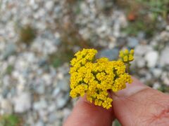 Achillea ageratum