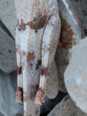 Trimerotropis californica