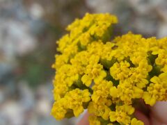 Achillea ageratum