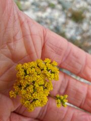 Achillea ageratum
