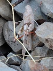 Trimerotropis californica