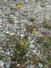 Achillea ageratum