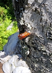 Synanthedon scoliaeformis