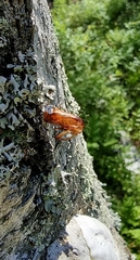 Synanthedon scoliaeformis