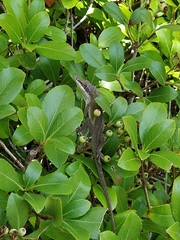 Anolis carolinensis