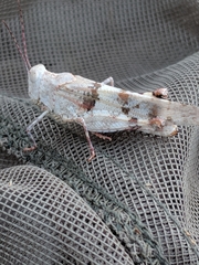 Trimerotropis californica