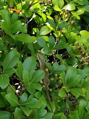 Anolis carolinensis