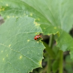 Paridea octomaculata
