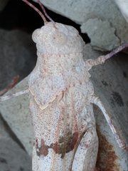 Trimerotropis californica