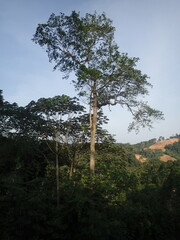 Nauclea diderrichii