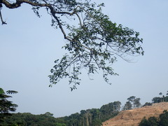 Nauclea diderrichii