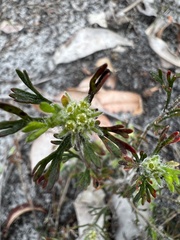 Actinotus glomeratus