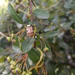 Meristata spilota