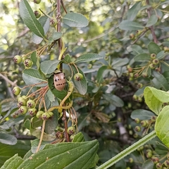 Meristata spilota