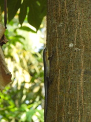 Trachylepis thomensis