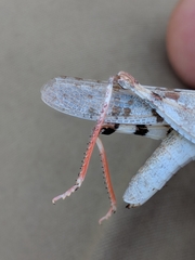 Trimerotropis californica