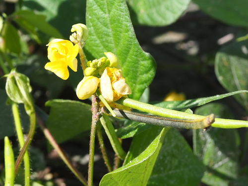 Image of Vigna reflexopilosa by no rights reserved