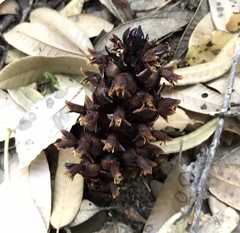 Kopsiopsis strobilacea