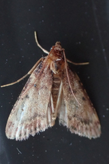 Aglossa disciferalis