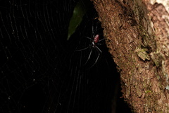 Nephilingis borbonica