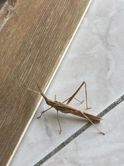 Acrida turrita