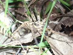 Heteropoda distincta