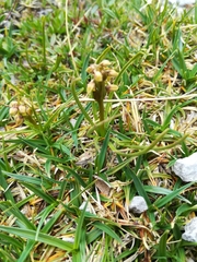 Chamorchis alpina
