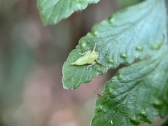 Tartessini