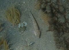 Gobius incognitus