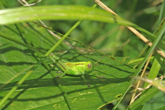 Melanoplus bivittatus