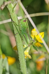 Melanoplus bivittatus