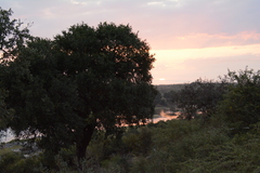 Diospyros mespiliformis