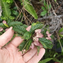 Clerodendrum fortunatum