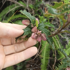 Clerodendrum fortunatum